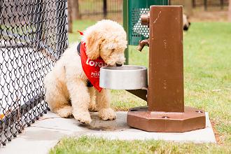 Frisky Biscuit Dog Park