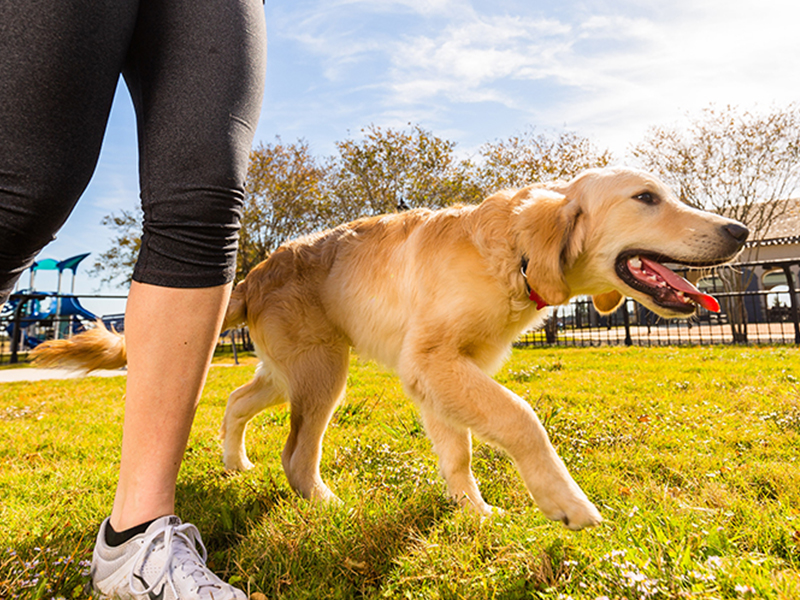 Dog and Owner in Dog Park Amenity in Tomball Community 